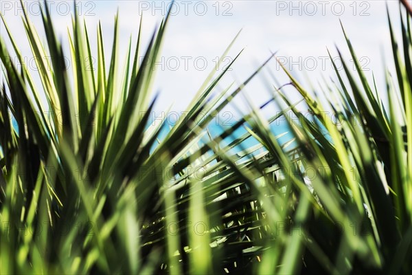 Close up of green plant leaves