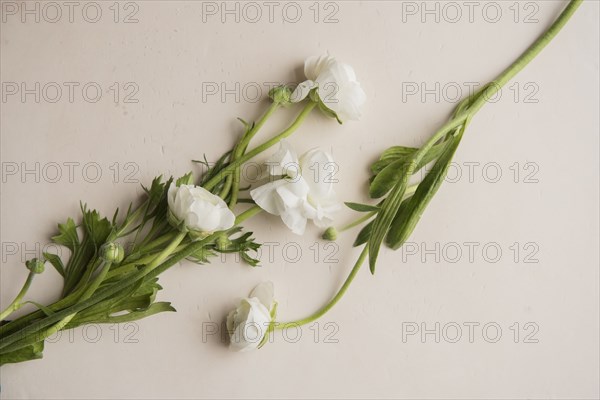 Close up of flowers on table