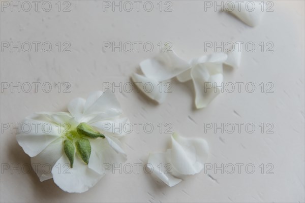 White flower petals on table