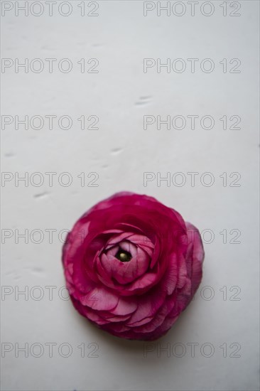 Red flower on table