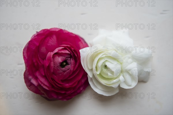 White and red flowers on table