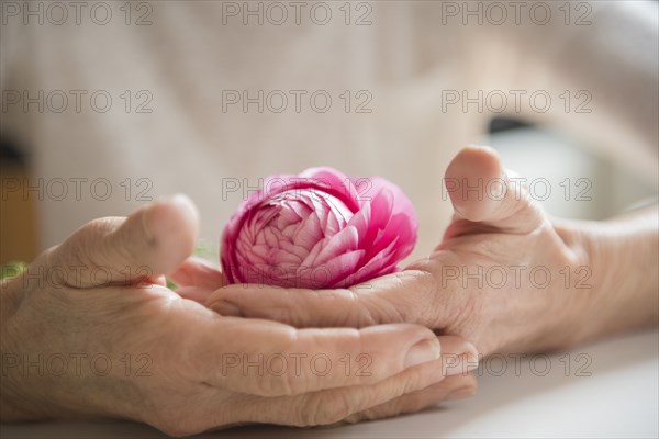 Hands of older woman holding pink flower