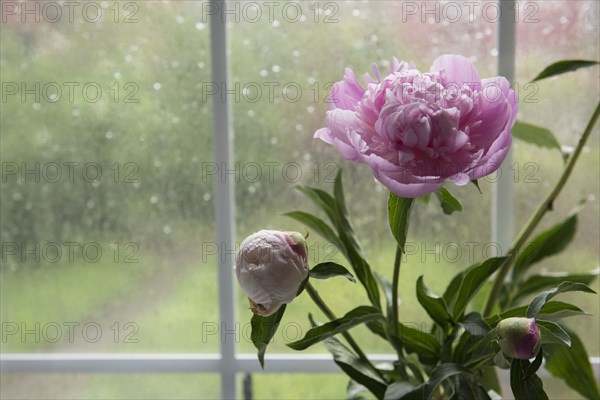 Flowers near rainy window