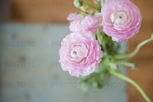 Pink flowers