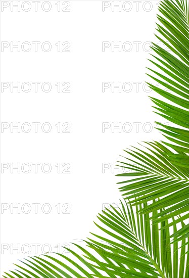 Palm leaves frame