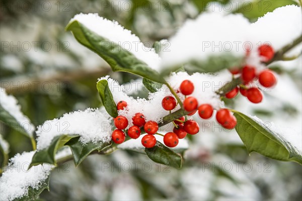 Close-up of red holly berries