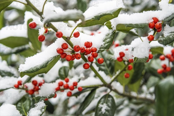 Close-up of red holly berries