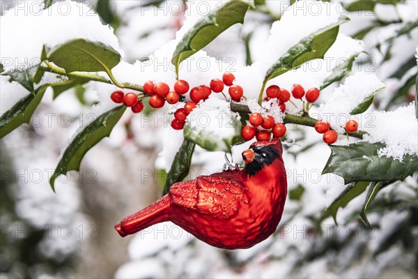 Red cardinal ornament