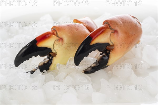 Studio shot of two stone crab claws on ice