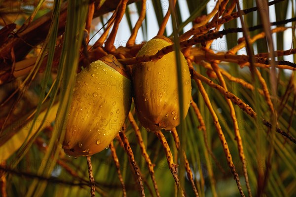 Coconuts on palm tree