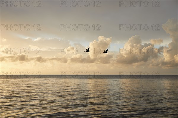 Clouds and birds over ocean at sunrise