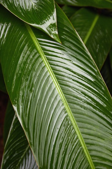 Close-up of calathis leaves after rain