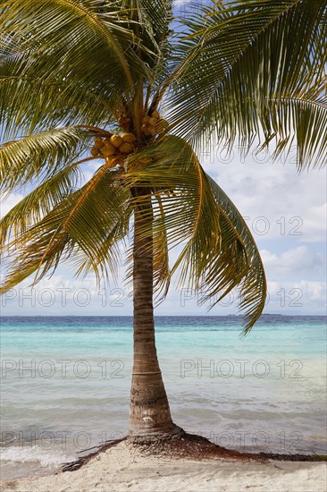 Palm tree on tropical beach and turquoise ocean