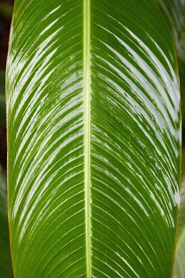 Close-up of calathis leaf after rain