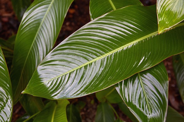 Close-up of calathis leaves after rain