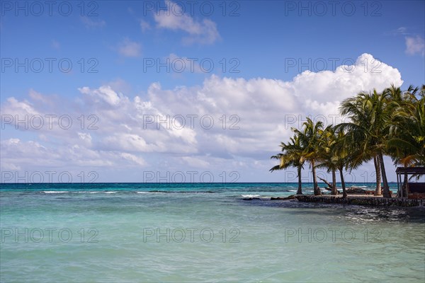 Ocean and palm trees