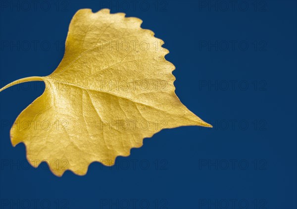 Autumn yellow birch tree against blue sky