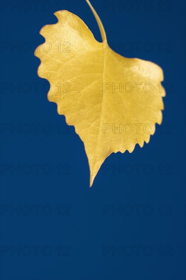 Autumn yellow birch tree against blue sky