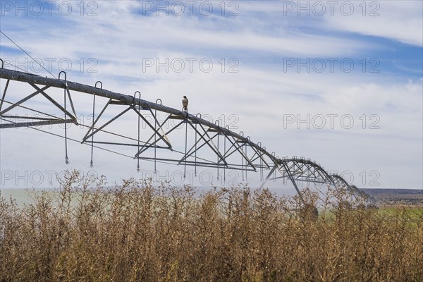 Irrigation system in field