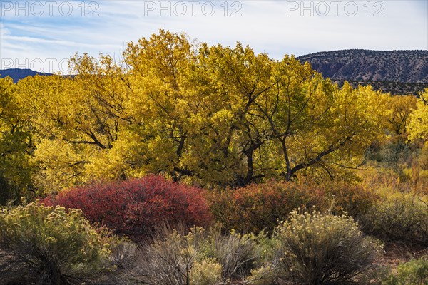 Trees and bushes in Autumn landscape