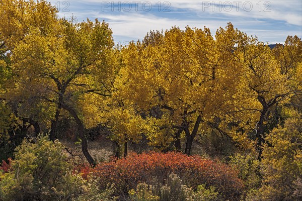 Trees and bushes in Autumn landscape