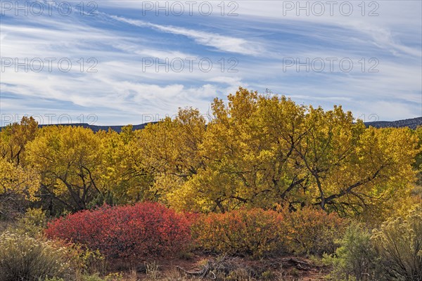 Trees and bushes in Autumn landscape