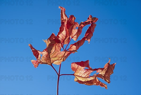 Dried Autumn leaves against blue sky