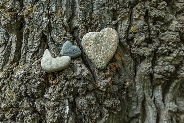 Close-up of heart shaped river rocks on tree trunk