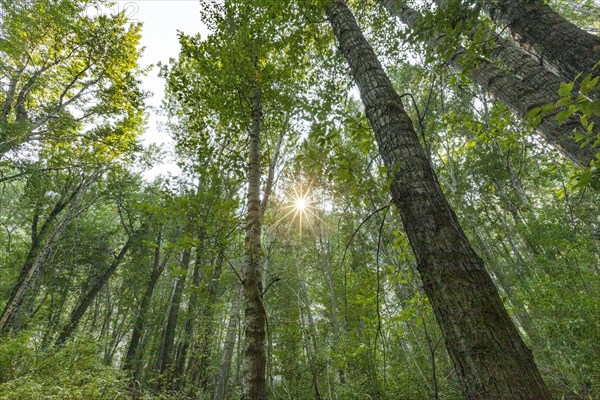 Sun shining through tall green trees in forest