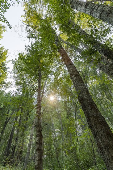 Sun shining through tall green trees in forest