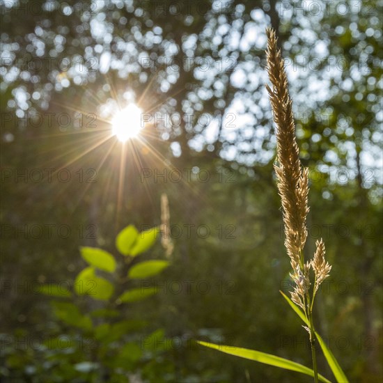 Sun shining through tall green trees in forest