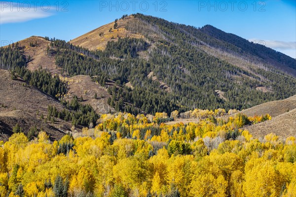 Forested hills in Autumn