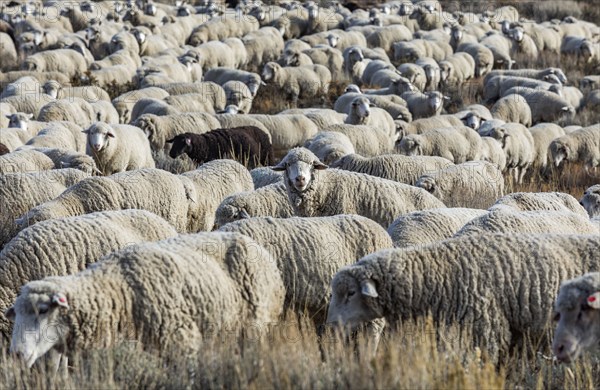 Flock of sheep in field