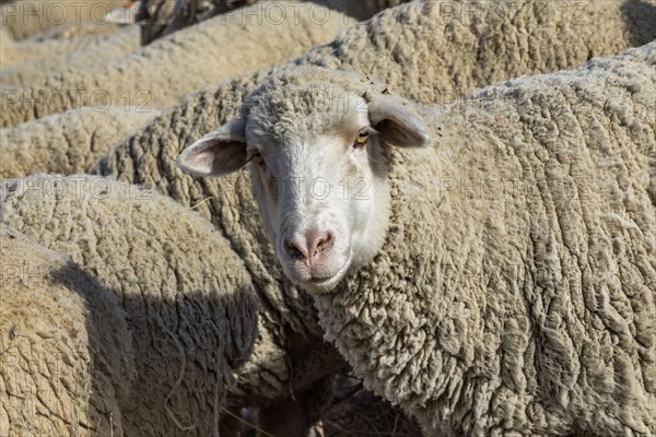 Sheep in field ahead of Trailing of the Sheep Festival