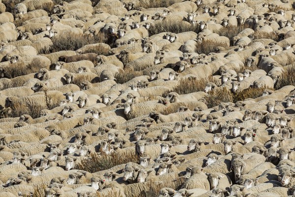 Flock of sheep in field