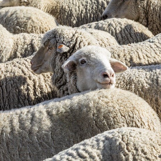 Close-up of sheep in field