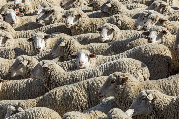 Flock of sheep in field