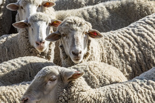 Flock of sheep in field