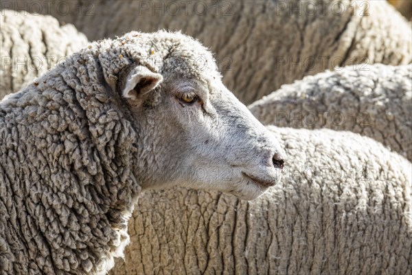 Close-up of sheep in field