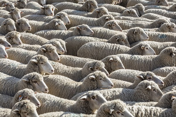 Flock of sheep in field