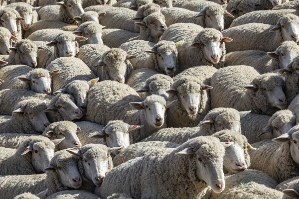 Flock of sheep in field