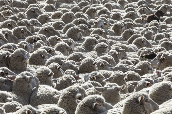 Flock of sheep in field