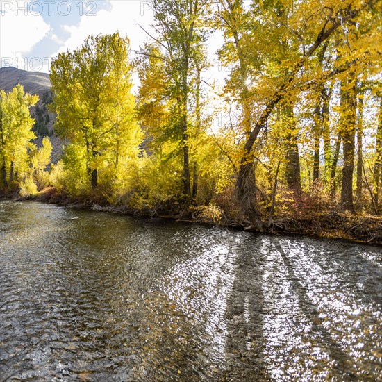 River and yellow trees in Autumn