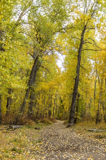 Footpath covered with fallen leaves in Autumn forest