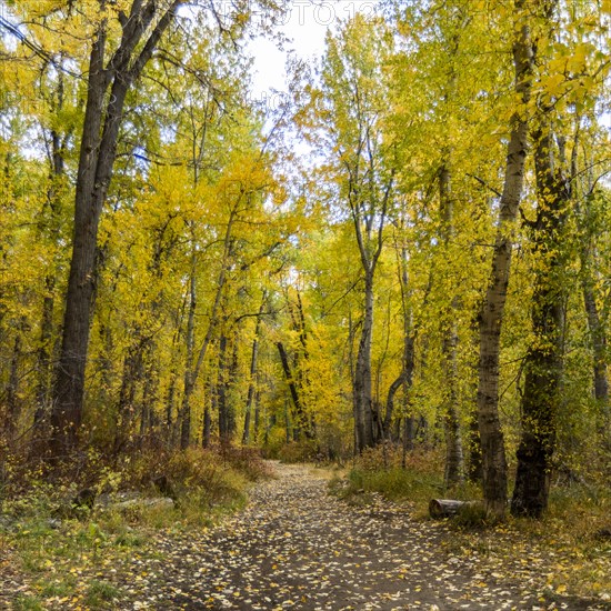 Footpath covered with fallen leaves in Autumn forest