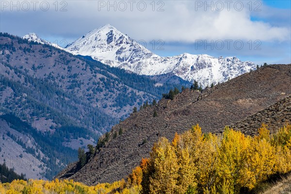 Yellow trees and snowcapped mountains in Autumn