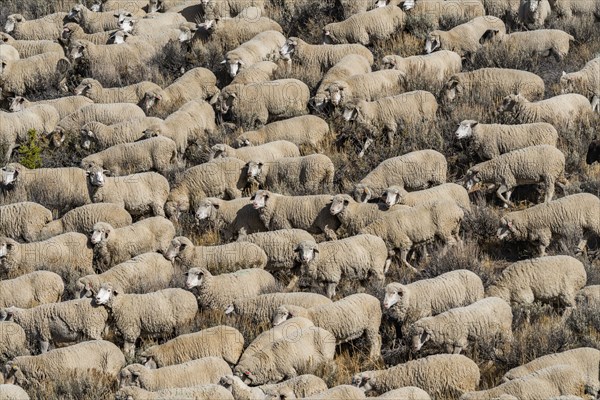 Flock of sheep in field