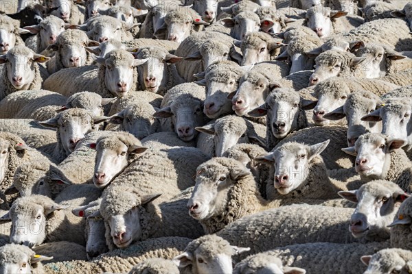 Flock of sheep in field