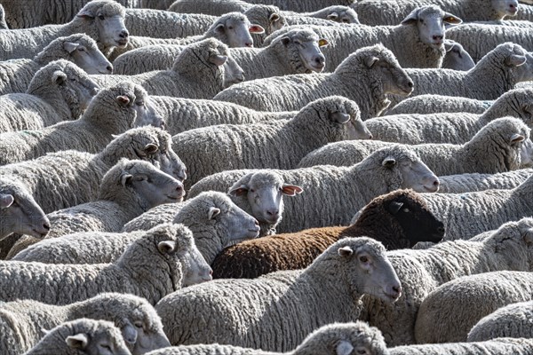 Flock of sheep in field