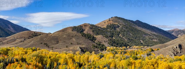 Forested hills in Autumn